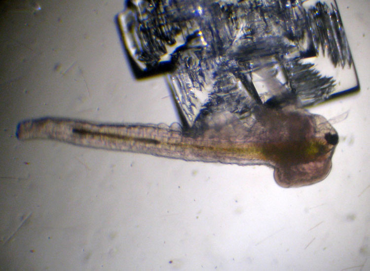 Microscopia salata